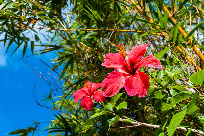 芙蓉(Hibiscus rosa-sinensis L.)俗称“鞋花”或“热带花皇后”夏威夷芙蓉